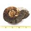 Ammonite, Nautilus & Goniatite Fossil Lot (6 pieces) #17028 75oz