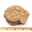 Ammonite, Nautilus & Goniatite Fossil Lot (6 pieces) #17028 75oz