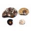 Ammonite, Nautilus & Goniatite Fossil Lot (6 pieces) -17029