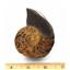 Lot of Fossils Goniatite, Ammonite, Nautilus (6 pieces) 17030