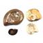 Ammonite, Nautilus & Goniatite Fossil Lot (6 pieces) #17031 49oz