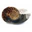 Lot of Fossil Goniatite, Ammonite, Nautilus (6 pieces) 17031