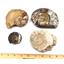 Ammonite, Nautilus & Goniatite Fossil Lot (6 pieces) -17036