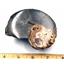 Ammonite, Nautilus & Goniatite Fossil Lot (6 pieces) #17036 49o