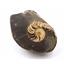 Ammonite, Nautilus & Goniatite Fossil Lot (6 pieces) #17039 51o