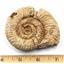 Ammonite, Nautilus & Goniatite Fossil Lot (6 pieces) #17040 63o