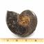 Ammonite, Nautilus & Goniatite Fossil Lot (6 pieces) #17040 63o