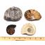 Ammonite, Nautilus & Goniatite Fossil Lot (6 pieces) #17041 42o