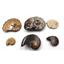 Ammonite, Nautilus & Goniatite Fossil Lot (6 pieces) -17042
