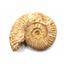 Ammonite, Nautilus & Goniatite Fossil Lot (6 pieces) #17042 52o