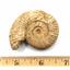 Ammonite, Nautilus & Goniatite Fossil Lot (6 pieces) -17042