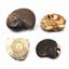Ammonite, Nautilus & Goniatite Fossil Lot (6 pieces) - 17043