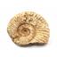 Ammonite, Nautilus & Goniatite Fossil Lot (6 pieces) - 17043