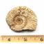 Ammonite, Nautilus & Goniatite Fossil Lot (6 pieces) #17043 45o