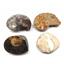 Ammonite, Nautilus & Goniatite Fossil Lot (6 pieces) -17044