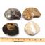 Ammonite, Nautilus & Goniatite Fossil Lot (6 pieces) -17044