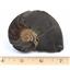 Ammonite, Nautilus & Goniatite Fossil Lot (6 pieces) #17045 37o