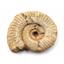 Ammonite, Nautilus & Goniatite Fossil Lot (6 pieces) 17045