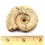 Ammonite, Nautilus & Goniatite Fossil Lot (6 pieces) 17045