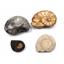 Ammonite, Nautilus & Goniatite Fossil Lot (6 pieces) #17046 44o