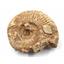 Ammonite, Nautilus & Goniatite Fossil Lot (6 pieces) #17046 44o