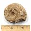 Ammonite, Nautilus & Goniatite Fossil Lot (6 pieces) -17046