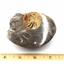 Ammonite, Nautilus & Goniatite Fossil Lot (6 pieces) #17047 33o