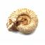 Ammonite, Nautilus & Goniatite Fossil Lot (6 pieces) -17047