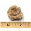 Ammonite, Nautilus & Goniatite Fossil Lot (6 pieces) #17048 34o