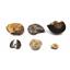 Ammonite, Nautilus & Goniatite Fossil Lot (6 pieces) #17049 35o