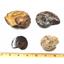 Ammonite, Nautilus & Goniatite Fossil Lot (6 pieces) -17049