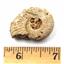 Ammonite, Nautilus & Goniatite Fossil Lot (6 pieces) #17049 35o