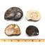 Ammonite, Nautilus & Goniatite Fossil Lot (6 pieces) #17050 30o