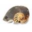 Ammonite, Nautilus & Goniatite Fossil Lot (6 pieces) #17051 34o