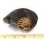 Ammonite, Nautilus & Goniatite Fossil Lot (6 pieces) -17051