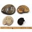 Ammonite, Nautilus & Goniatite Fossil Lot (6 pieces) #17053 31o