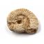 Ammonite, Nautilus & Goniatite Fossil Lot 17053