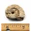 Ammonite, Nautilus & Goniatite Fossil Lot 17053