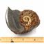 Ammonite, Nautilus & Goniatite Fossil Lot 17054