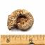 Ammonite, Nautilus & Goniatite Fossil Lot (6 pieces) #17054 34o