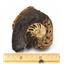 Ammonite, Nautilus & Goniatite Fossil Lot (6 pieces) #17055 23o