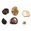 Ammonite, Nautilus & Goniatite Fossil Lot (6 pieces) #17056 18o