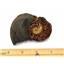 Ammonite, Nautilus & Goniatite Fossil Lot (6 pieces) #17057 25o