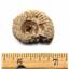 Ammonite, Nautilus & Goniatite Fossil Lot (6 pieces) #17057 25o