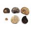 Ammonite, Nautilus & Goniatite Fossil Lot 17059