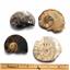 Ammonite, Nautilus & Goniatite Fossil Lot (6 pieces) #17059 23o