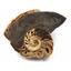 Ammonite, Nautilus & Goniatite Fossil Lot (6 pieces) -17060