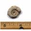 Ammonite, Nautilus & Goniatite Fossil Lot (6 pieces) #17060 19o