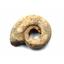 Ammonite, Nautilus & Goniatite Fossil Lot 17061