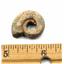 Ammonite, Nautilus & Goniatite Fossil Lot (6 pieces) #17061 19o